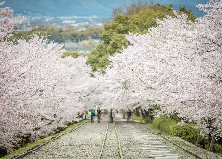 Enjoy the rare of experience of watching cherry blossoms flutter around railway tracks.