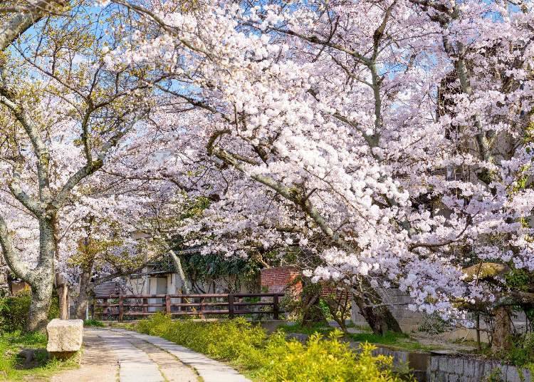 There are plenty of cherry blossom viewing spots around the hotel, including Nanzenji Temple (image provided by KLOOK).