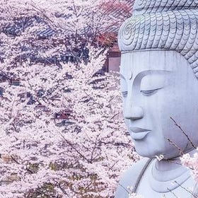 Cherry Blossom Buddha and Mt.Yoshino with Strawberry Picking Tour
