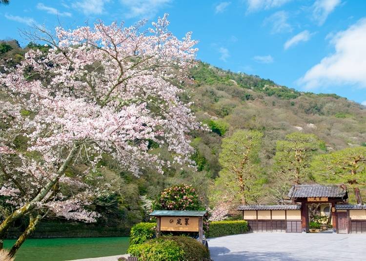 メインエントランスに続く大門の脇も、シーズンには桜で彩られる