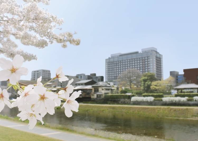 桜が咲き誇る鴨川沿いをのんびりと散策するのもオススメ