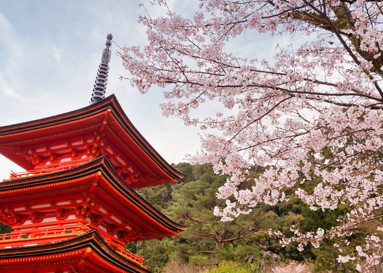 탑 앞에서 기요미즈데라의 전경을 바라볼 수 있는 순산의 탑을 곱게 수놓은 벚꽃  사진: Jin Kashima