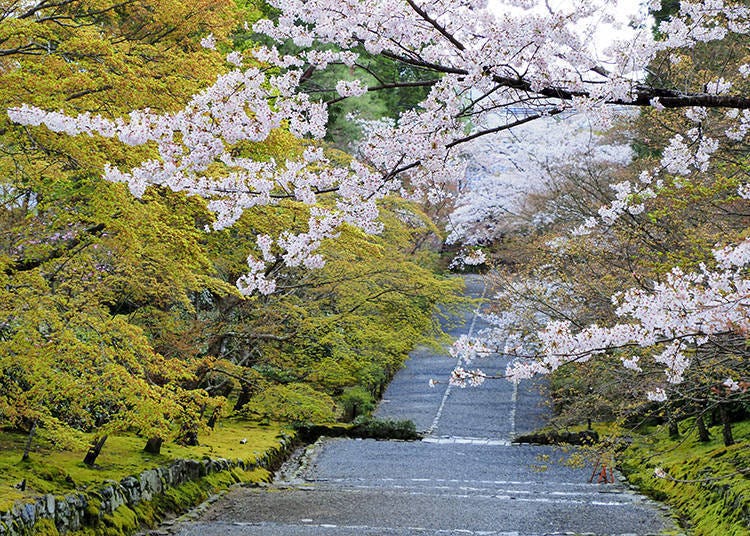 穿过了总门，以小仓山为背景的樱花树参道正在迎接着旅客