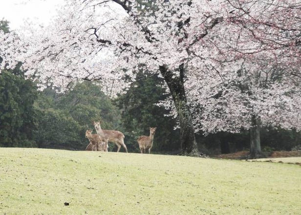 Value for Money Hotels Near Nara's Best Sakura Sightseeing Spots