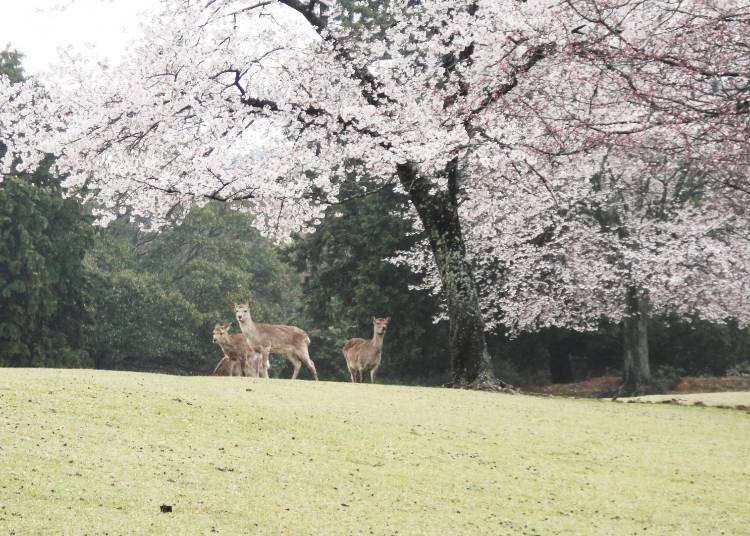 鹿と咲き誇る桜の共演は、奈良を代表する春の風物詩