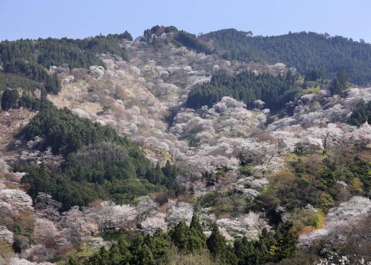 中千本櫻花滿開時，滿滿華麗景色的吉野山