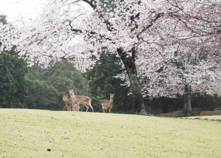 鹿和櫻花，是代表奈良春天的風景