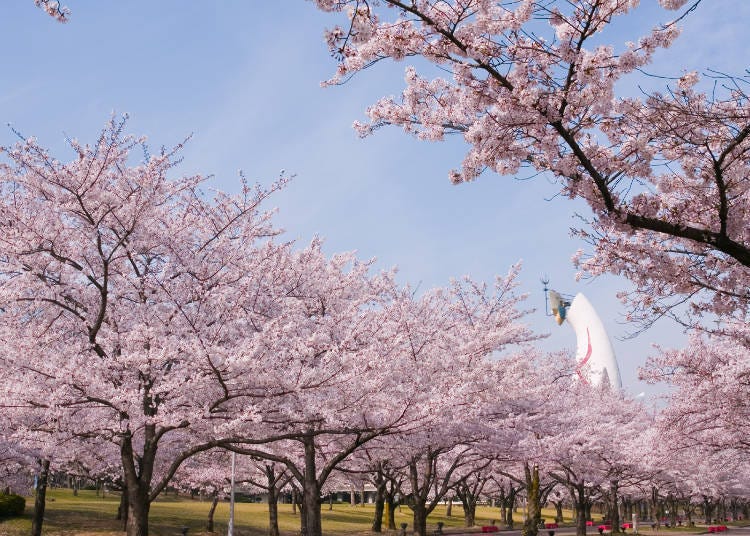 A relaxing stroll around the spacious park while admiring the beautiful and lovely cherry blossoms