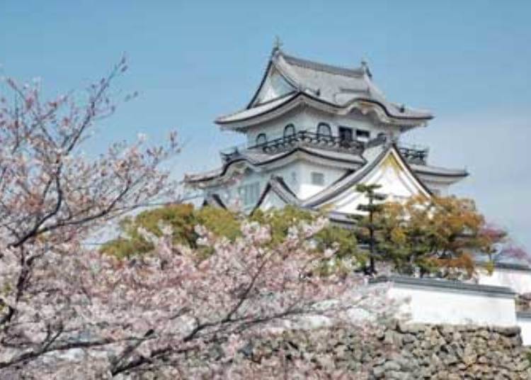 Enjoy the elegant view of the majestic three-tiered and three-story castle tower adorned with cherry blossoms