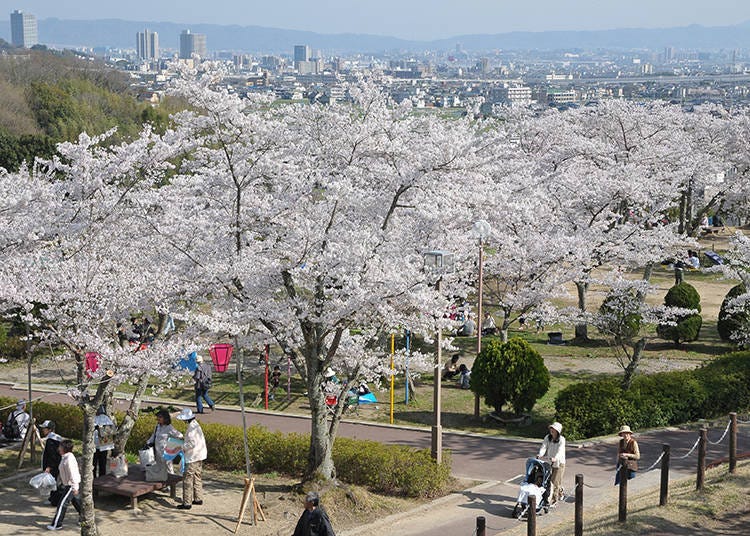 Spend a relaxing time being soothed by the cherry blossoms in full bloom on these majestic grounds