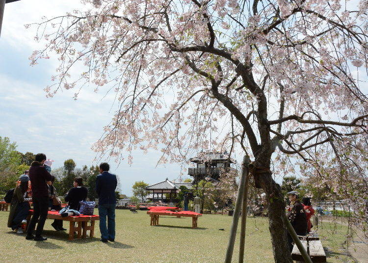 Satsukiyama Park, one of the places in Osaka Prefecture famous for its cherry blossoms