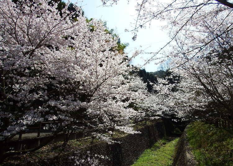 The beautiful cherry trees of Yamanakadani that extend over the river