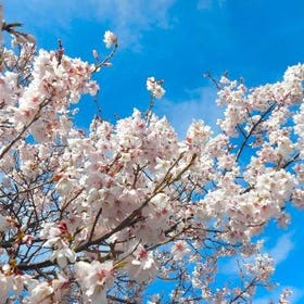 Osaka Cherry Blossom Viewing 1-Day Tour
Details & Bookings ▶