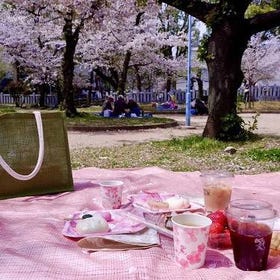 Osaka Cherry Blossom Food Tour
Details & Bookings ▶