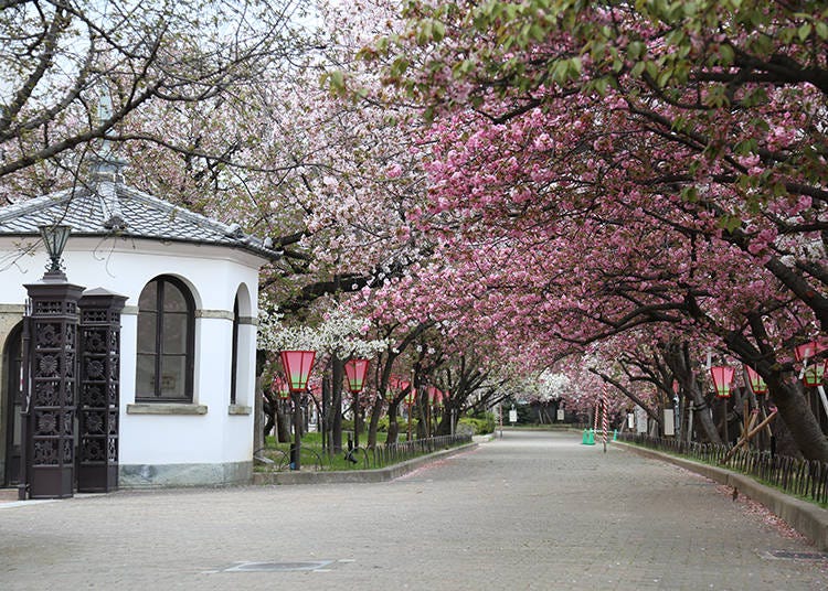 ピンクや白の花で彩られた約560メートルの桜並木を歩こう