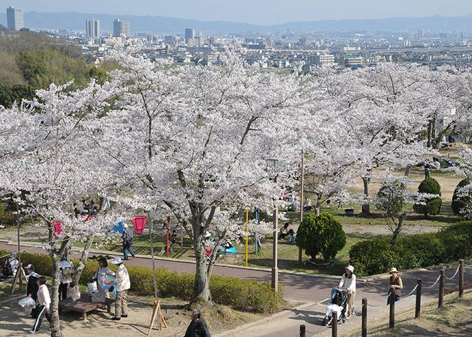 万博記念公園桜まつりなど 21年の大阪の桜まつり イベント実施 中止情報まとめ Live Japan 日本の旅行 観光 体験ガイド