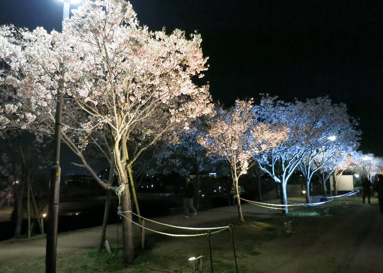 遊歩道を彩る桜並木。ライトアップ時はロマンチックな雰囲気に