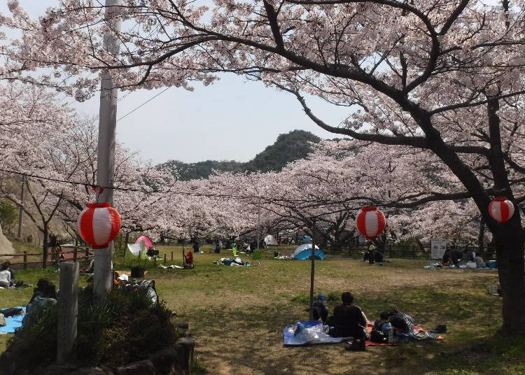 永楽ダム広場は、シートを広げて桜を楽しむ人で毎年にぎわう