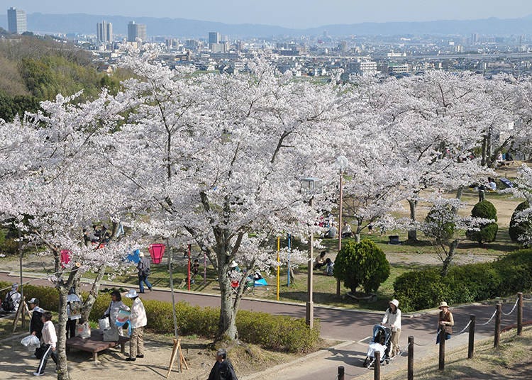 드넓은 부지 안에서 만개한 벚꽃을 보며 여유로운 힐링타임을 가져보자