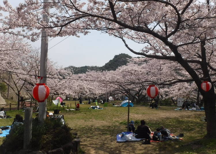 매년 돗자리를 펴고 벚꽃을 감상하는 상춘객들로 북적이었던 에이라쿠 댐 광장