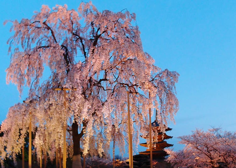 With a height of thirteen meters and branches spreading ten meters across, the huge Fujizakura cherry tree creates a brilliant scene with the pagoda