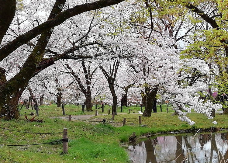 The Yoshino cherry trees which bloom at the end of March make for a stunning grove of cherries