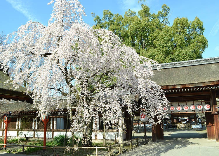 The formal-looking shrine hall is a match for the cherry trees dotted with gentle flowers