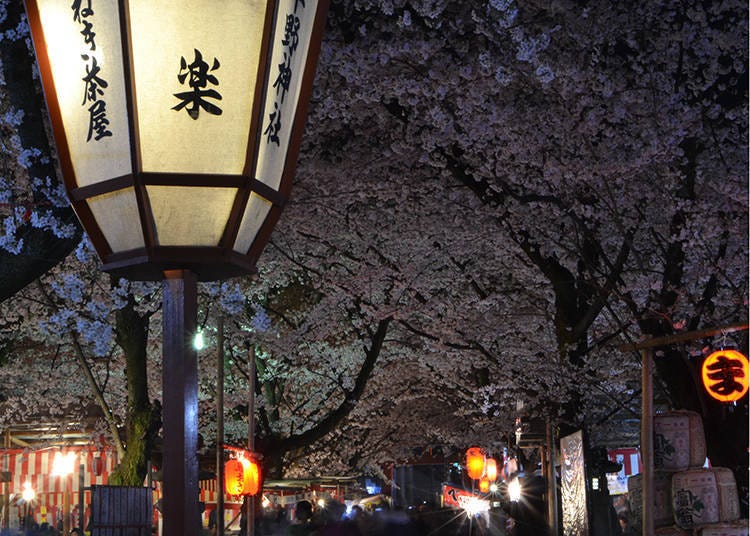 During the light-up, the glow of paper lanterns and lamps lights up the cherry trees