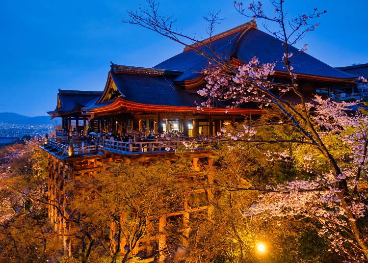 本堂とライトアップされた約1,000本もの桜が美しく浮かび上がる 写真：Jin Kashima