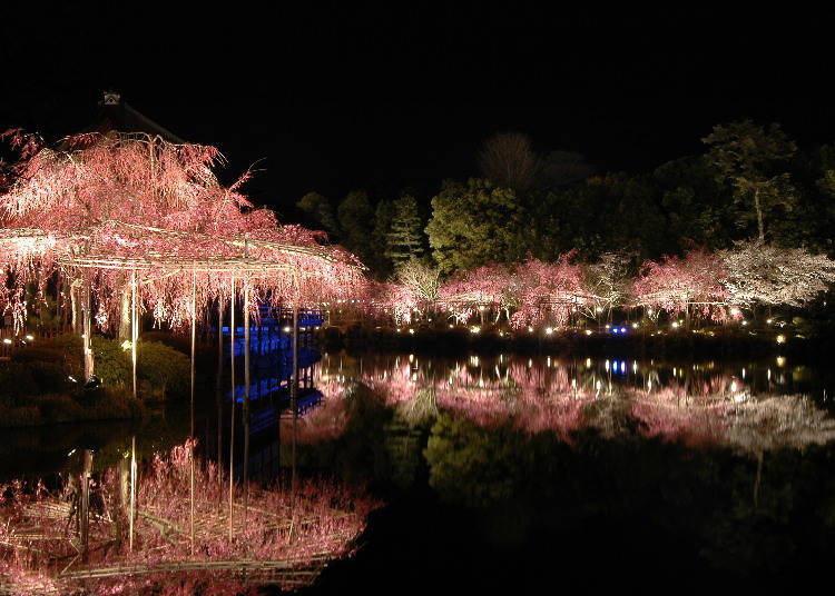 幻想的に照らし出される神苑の桜は、来年までのお楽しみにとっておいて