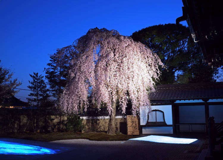 方丈前庭與高台寺的枝垂櫻，這優美的姿態無論白天或是晚上都一定要欣賞。