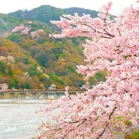 【季節限定】京都嵐山賞櫻一日遊｜嵐山&哲學之道&南禪寺&蹴上傾斜鐵道&背割堤｜大阪・京都出發