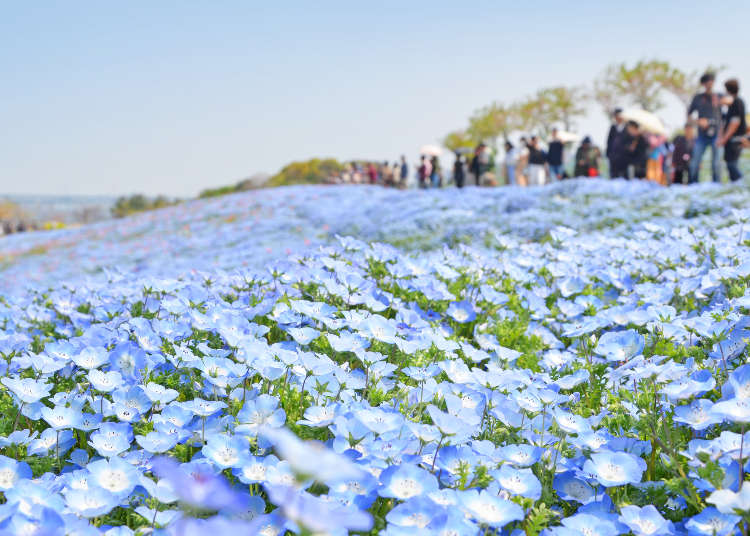 5 Dreamy Flower Fields in Kansai To Visit in Spring (Hyogo, Osaka, Shiga Prefectures)