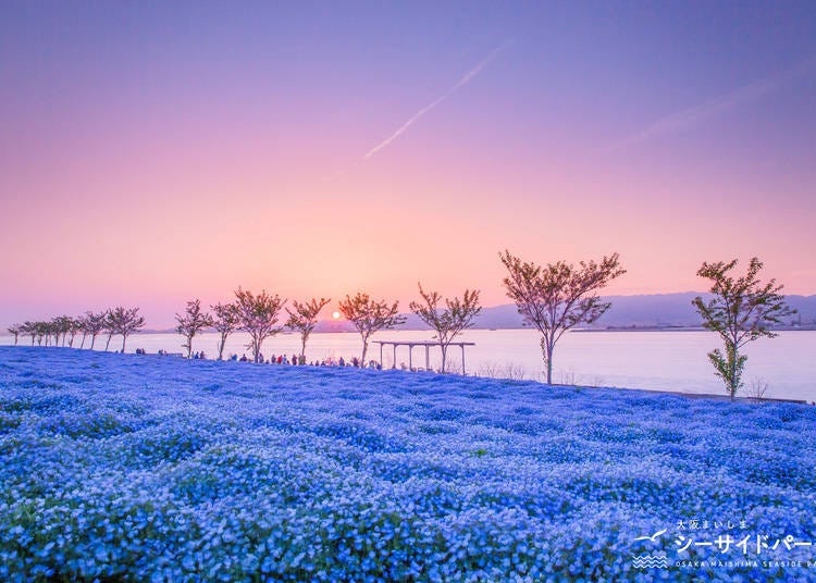 2. Osaka Maishima Seaside Park: A Sea of Platinum Blue Flowers! (Osaka)