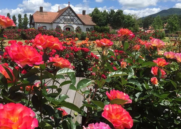 3. Shiga Blumen Hugel Farm: A Enchanting Park of Roses and Pansies (Shiga)