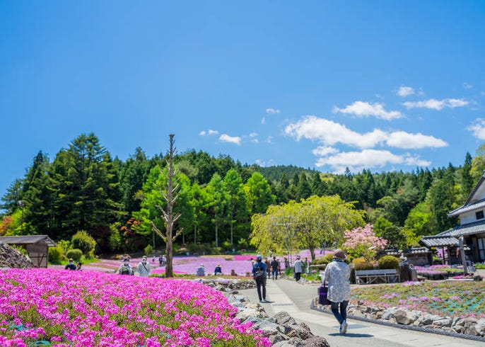 21年の春に行きたい関西の絶景花畑 兵庫 大阪 滋賀 Live Japan 日本の旅行 観光 体験ガイド