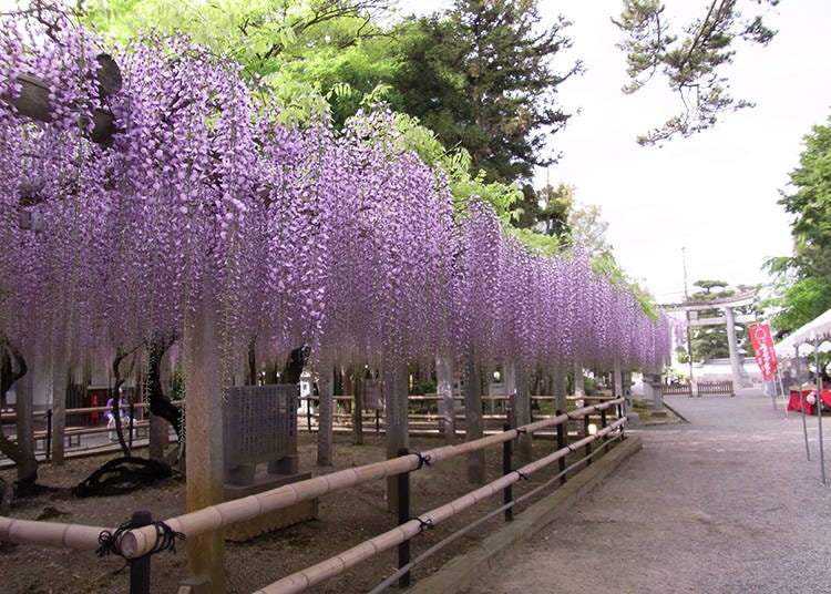 5: 紫色の滝のようにあでやかな藤の花「三大神社」（滋賀県）