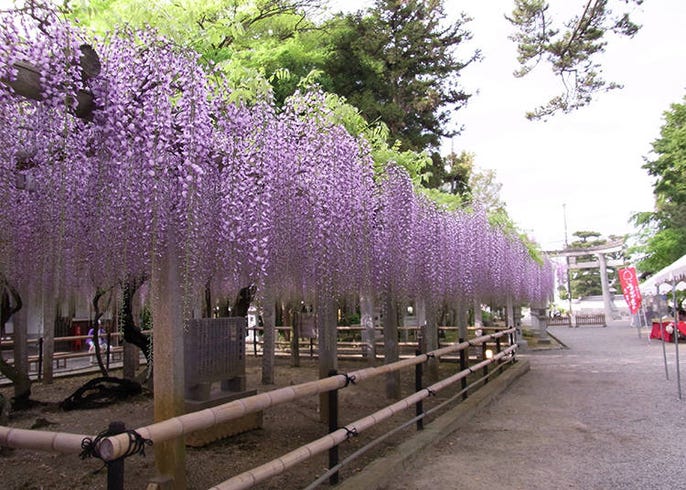 22年の春に行きたい関西の絶景花畑 兵庫 大阪 滋賀 Live Japan 日本の旅行 観光 体験ガイド
