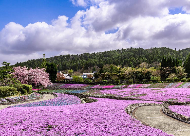 4.芝櫻園 花的絨毯：兵庫縣的一億朵絕景