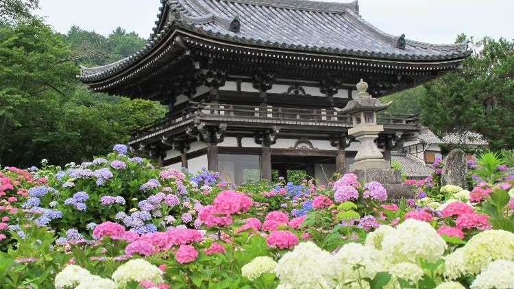 2023년 오사카, 교토, 나라의 간사이 여행중 수국(아지사이) 명소 10곳 정리