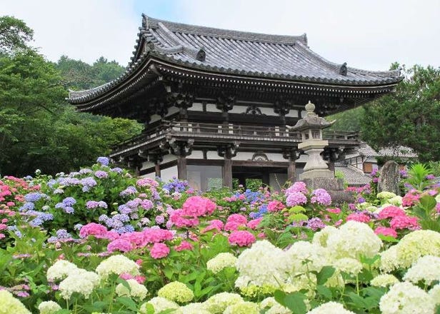 10 Hydrangea Flower Spots in Kansai (Kyoto, Nara, Osaka): Iconic Parks and Enchanting Temples for 2024
