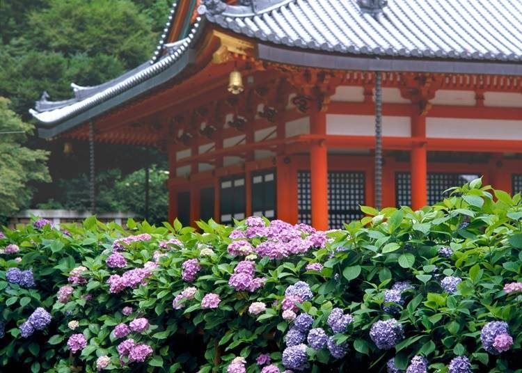 7. Katsuoji Temple (Osaka): Flowers and Daruma Dolls Cover the Temple Grounds
