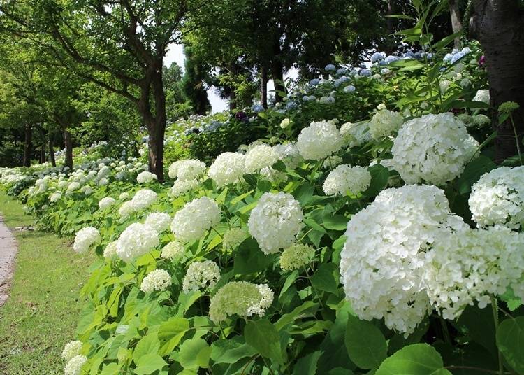 9. Awaji Island Akashi Kaikyo National Government Park (Hyogo): Get a View of the Ocean Over Blooming Hydrangeas