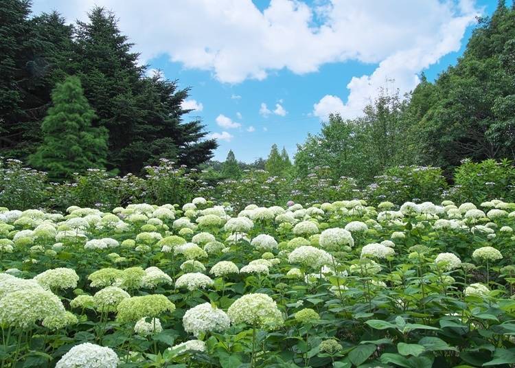 10. Kobe Municipal Arboretum (Hyogo): A Famous Spot that Boats a Huge Variety of Hydrangeas