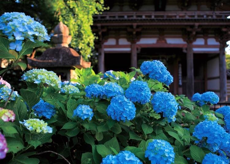 6. Kuil Kyuanji (Osaka): Hydrangea Warna-Warni Menghiasi Area Kuil