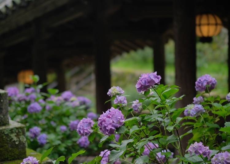 ３．四季を彩る花の御寺「長谷寺（はせでら）」【奈良県】