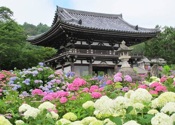 神秘的な絶景も 関西エリアの あじさい名所 10選 有名スポットから穴場まで 21年 Live Japan 日本の旅行 観光 体験ガイド