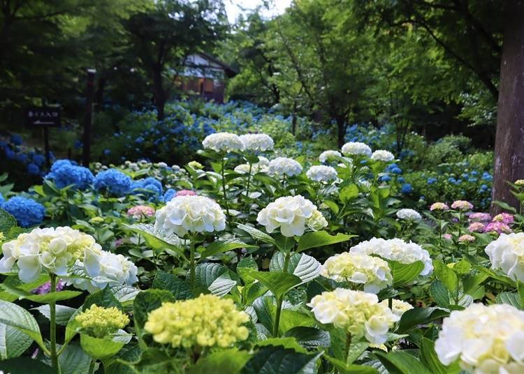5. วัดซันเซนอิน (เกียวโต): ตั้งอยู่ในหมู่บ้านโอฮาระอันเงียบสงบ