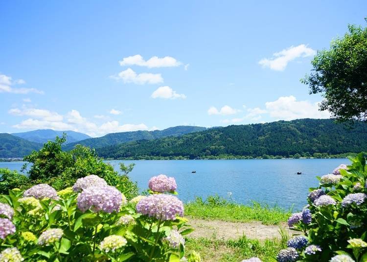 【滋贺县】华美的湖泊与绣球花—余吴湖绣球花园