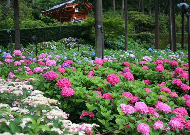 【京都府】 四季不同的花卉妝點著廣大庭園—三室戶寺
